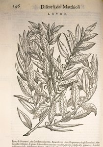 Laurier (Laurus), gravure par Pier Andrea Mattioli
