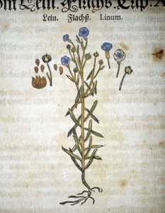 Lin ou Linum - Dans « Herbarium Mattioli ».