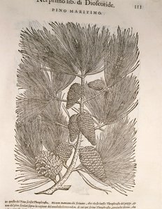 Pin maritime (Pinus pinaster), gravure par Pier Andrea Mattioli