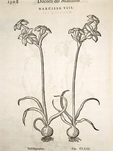 Narcisse, gravure par Pier Andrea Mattioli