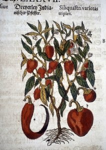 Poivrons ou Siliquaftri varietas triplex - Dans "Herbier Mattioli"