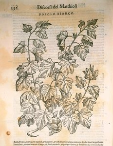 Peuplier (Populus), gravure de Pier Andrea Mattioli