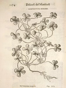Joubarbe (Semprevivo minore), gravure par Pier Andrea Mattioli - Pietro Andrea Mattioli