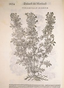 Potentille blanche (Potentilla alba), gravure par Pier Andrea Mattioli - Pietro Andrea Mattioli