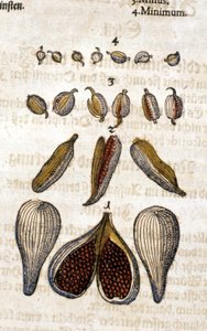 La cardamome. Gravure - dans « Kreutterbuch Dess Hochgelehrten unnd weitberuhmten Herrn D. Petri Andreae Matthioli » de Pietro Andrea Mattioli. Francfort - Pietro Andrea Mattioli
