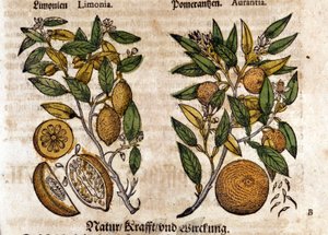 Les agrumes. Oranger et citronnier. Gravure - dans « Kreutterbuch Dess Hochgelehrten unnd weitberuhmten Herrn D. Petri Andreae Matthioli » de Pietro Andrea Mattioli. Francfort