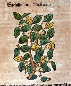 Le tilleul. Gravure - dans "Kreutterbuch Dess Hochgelehrten unnd weitberuhmten Herrn D. Petri Andreae Matthioli" par Pietro Andrea Mattioli (Matthiole) (1500-1577). Francfort