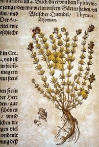 Thym (Thymus) - Dans "Herbarium Mattioli".