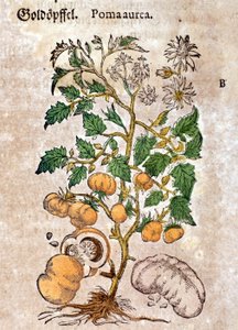Tomate. Gravure - dans «Kreutterbuch Dess Hochgelehrten unnd weitberuhmten Herrn D. Petri Andreae Matthioli» par Pietro Andrea Mattioli (Matthiole) (1500-1577). Francfort