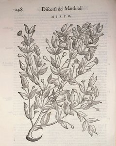 Véritable myrte (Myrtus communis), gravure de Pier Andrea Mattioli