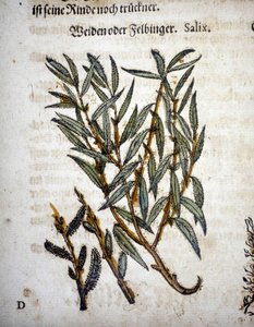 Branche de saule - Dans « Herbarium mattioli »