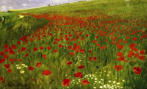 Pré avec des coquelicots