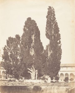Vieux cyprès dans le couvent chartreux, Rome, 1853-56