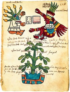Cacaoyer du Codex Tudela, 1553 - Pre Columbian art