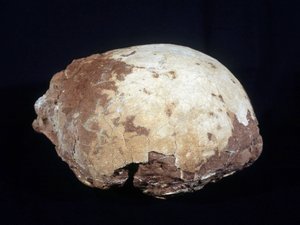 Œuf attribué à Hypselosaurus Priscus