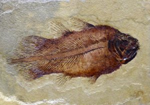 Empreinte fossile du coelacanthe du Carbonifère - Prehistoric Prehistoric