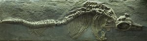 Fossile d
