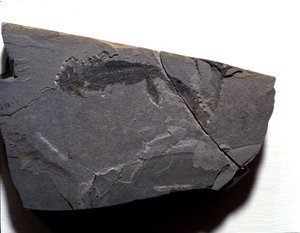 Préhistoire : période permienne, ère paléozoïque. Fossile de Branchiosaurus (Brachiopode). Trouvé à Rotliegen en Allemagne