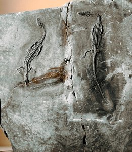Préhistoire : fossile de dinosaure pachycéphalosaure. Période crétacée. Museo civico di storia naturale, Milan