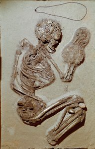 Préhistoire : squelette féminin datant du Néolithique supérieur. Culture de Chiozza. 2900-2700 av. J.-C. - Prehistoric Prehistoric