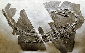 Préhistoire : fossile du reptile aquatique Askeptosaurus italicus de Besano (Italie)
