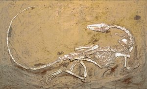 Préhistoire : fossile du dinosaure Coelophysis. Période du Trias supérieur. Museo civico di storia naturale, Milan