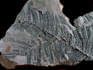 Préhistoire : période du carbonifère supérieur. Fossile d