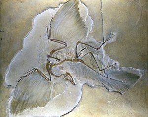 Les oiseaux primitifs étaient appelés Archaeopteryx. Des fossiles complets ont été trouvés en Bavière, dans les schistes du Jurassique supérieur - Prehistoric Prehistoric
