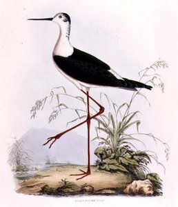 Échasse noire, de 
