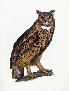 Grand-duc