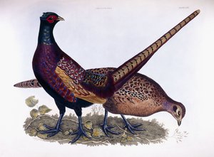 Faisans (mâle et femelle)
