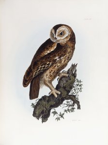 Chouette hulotte, 1841