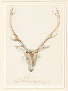 Un cerf abattu par John Brown