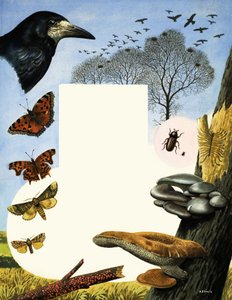 Animaux attirés par les ormes, notamment les corbeaux freux et les papillons