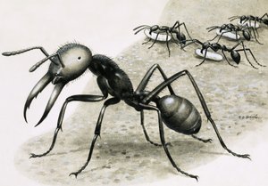 Fourmis - R.B. Davis