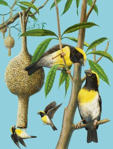 Les oiseaux qui tissent