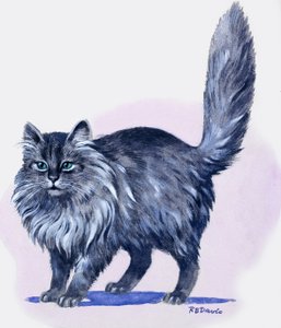 Chat persan, extrait de "Treasure" (Trésor)