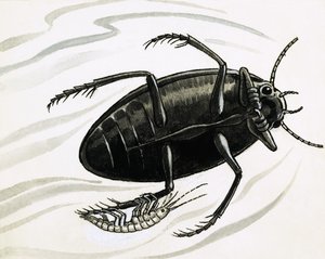 Les crevettes sont souvent accompagnées de grands coléoptères aquatiques - R.B. Davis