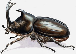 Coléoptère du cerf - R.B. Davis
