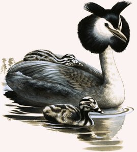 Le grèbe huppé - R.B. Davis