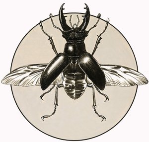 Le scarabée cerf - R.B. Davis