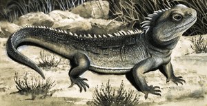 Le Tuatura - R.B. Davis