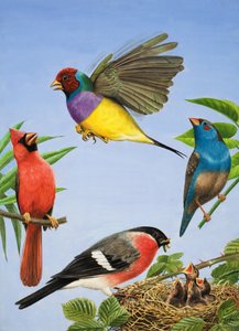 Oiseaux tropicaux (gouache sur papier)