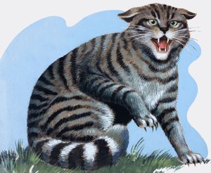 Chat sauvage, extrait de "Treasure" (Trésor)