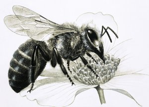 Abeille ouvrière récoltant le nectar de la fleur