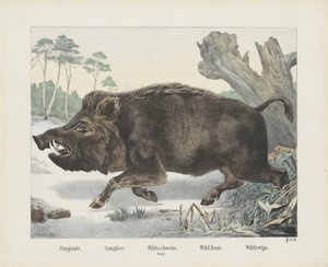 Sanglier