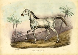 Cheval Arabe, 1863-79