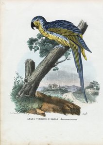 Ara bleu et jaune - Raimundo Petraroja