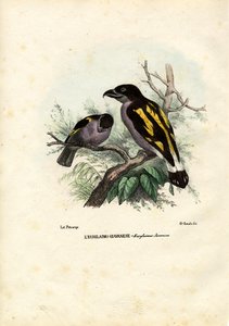 Broadbills, 1863-79 - Raimundo Petraroja
