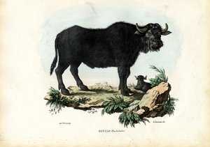 Buffle - Raimundo Petraroja